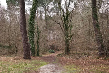 Etang de Paloumey   Bois.